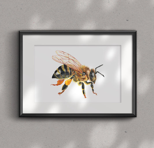 HONEY BEE fine art Print