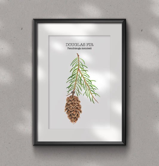 DOUGLAS FIR fine art Print