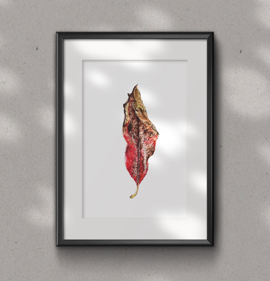 New Zealand HINAU LEAF fine art Print