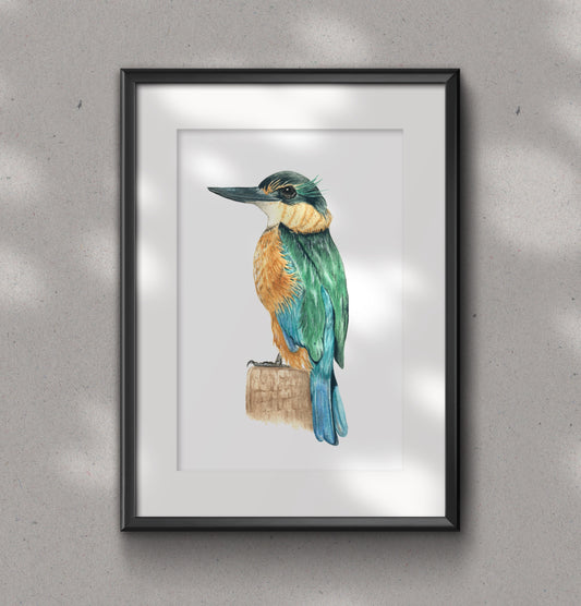 KINGFISHER / KOTARE fine art Print