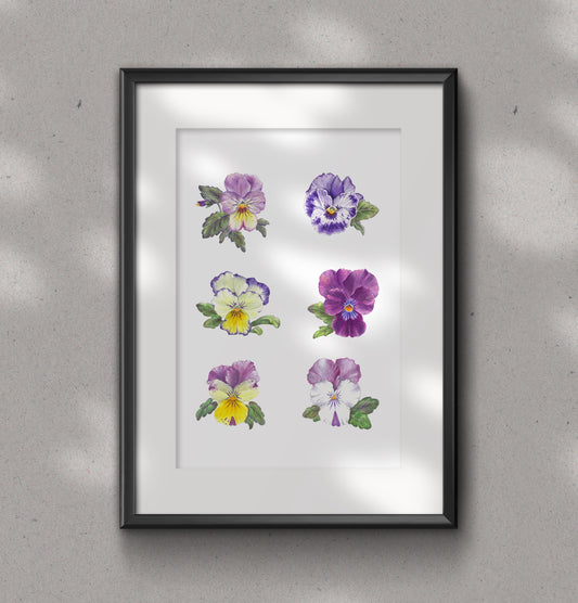 PANSY fine art Print