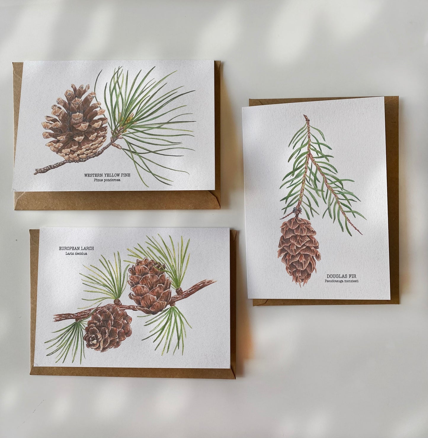 PINE CONES greeting cards