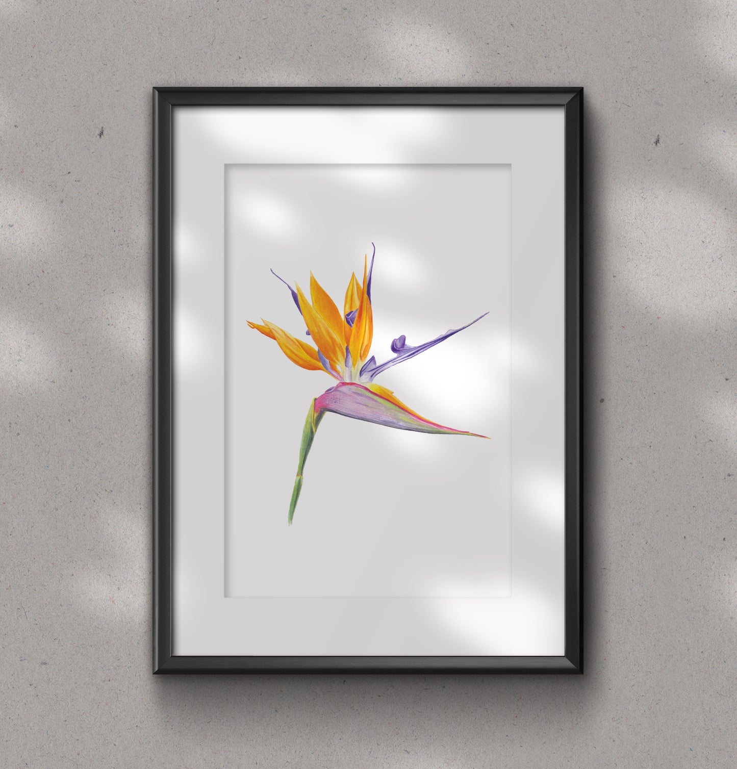 STRAELITZIA REGINAE / Bird of Paradise fine art Print