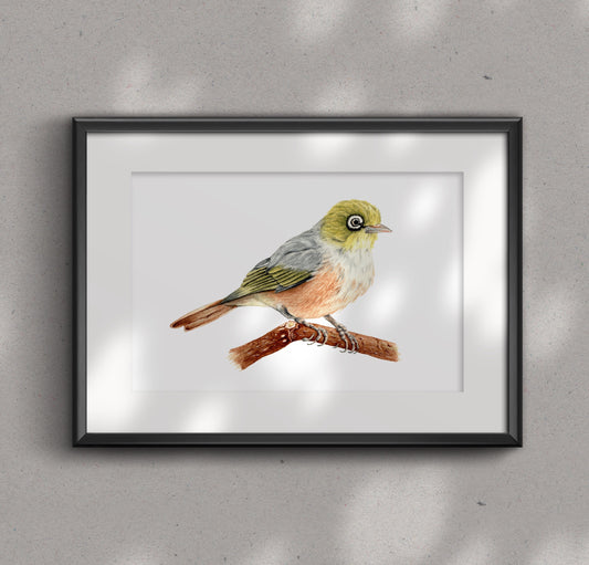 WAXEYE / TAUHOU fine art Print