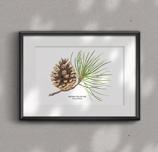 WESTERN YELLOW PINE fine art Print