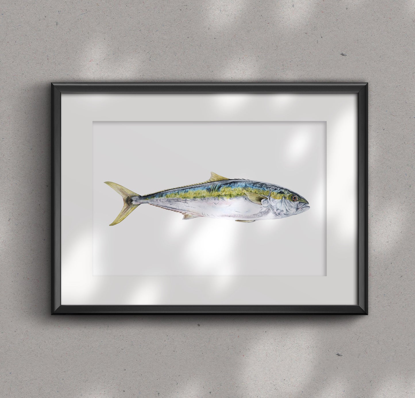 YELLOWTAIL KINGFISH fine art Print