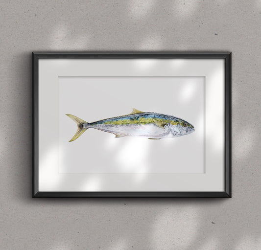 YELLOWTAIL KINGFISH fine art Print